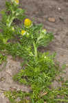 Pineapple weed <BR>Disc mayweed